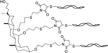 Graphical abstract: Cholic acid as template for multivalent peptide assembly