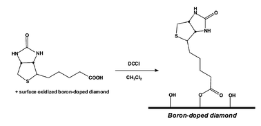 Graphical abstract: Biotin grafting on boron-doped diamond