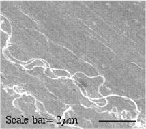 Graphical abstract: Dip coating for the alignment of carbon nanotubes on curved surfaces