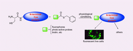 Graphical abstract: Cell-permeable small molecule probes for site-specific labeling of proteins