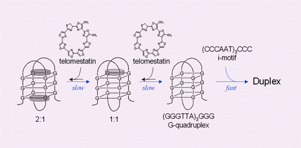 Graphical abstract: Telomestatin-induced stabilization of the human telomeric DNA quadruplex monitored by electrospray mass spectrometry