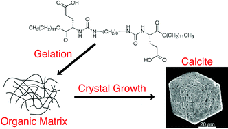 Graphical abstract: An organic hydrogel as a matrix for the growth of calcite crystals