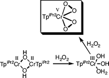 Graphical abstract: A peroxochromium complex, TpiPr2Cr(O2)2, obtained by oxidative dehydrative condensation between a dihydroxochromium complex and H2O2 [TpiPr2 = hydrotris(3,5-diisopropylpyrazolyl)borato]