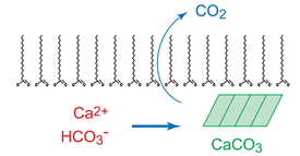 Graphical abstract: When is template directed mineralization really template directed?