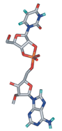 Graphical abstract: Stabilisation of the transition state of phosphodiester bond cleavage within linear single-stranded oligoribonucleotides