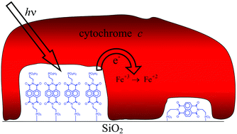 Graphical abstract: Photoinduced electron transfer in silica-supported self-assembled thin films containing a 1,4,5,8-naphthalenetetracarboxylic diimide and cytochrome c