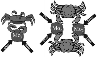 Graphical abstract: A molecular loop with interstitial channels in a chiral environment: exploration of the chemistry of Mo24+ species with chiral and non-chiral dicarboxylate anions