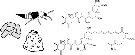 Graphical abstract: Metabolites from symbiotic bacteria