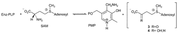 Graphical abstract: The mechanism of 7,8-diaminopelargonate synthase; the role of S-adenosylmethionine as the amino donor