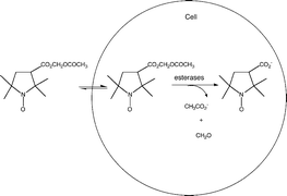 Graphical abstract: Esterase-assisted accumulation of 3-carboxy-2,2,5,5-tetramethyl-1-pyrrolidinyloxyl into lymphocytes