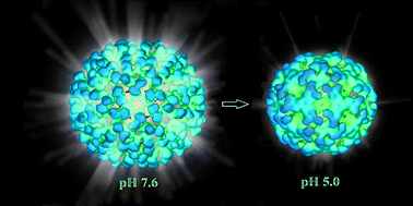 Graphical abstract: Correlation of chemical reactivity of Nudaurelia capensis ω virus with a pH-induced conformational change