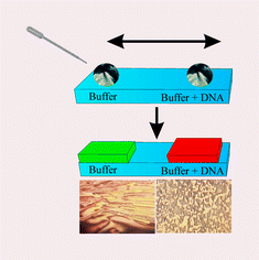 Graphical abstract: Novel alignment technique for LCD-biosensors