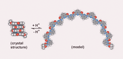 Graphical abstract: Contraction/extension molecular motion by protonation/deprotonation induced structural switching of pyridine derived oligoamides