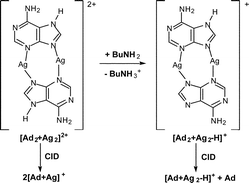 Graphical abstract: Gas phase ion chemistry of charged silver(i) adenine ions via multistage mass spectrometry experiments and DFT calculations