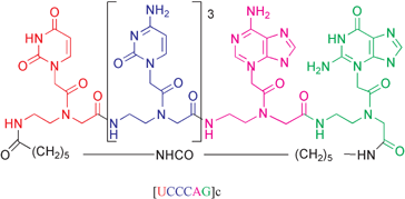 Graphical abstract: Cyclic PNA-based compound directed against HIV-1 TAR RNA: modelling, liquid-phase synthesis and TAR binding