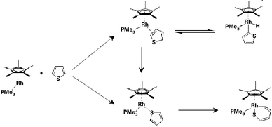 Graphical abstract: Computational QM/MM study on the structure and energetics of species involved in the activation of the C–H and C–S bonds of thiophene by Cp*RhPMe3