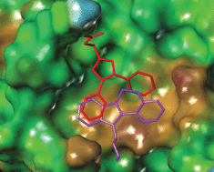 Graphical abstract: Structure-based design of carboxybiphenylindole inhibitors of the ZipA–FtsZ interaction