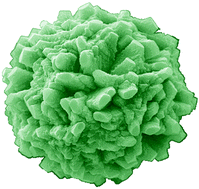 Graphical abstract: Superimposed effect of kinetics and echinoderm glycoproteins on hierarchical growth of calcium carbonate