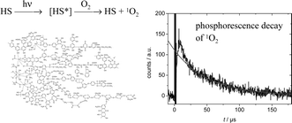 Graphical abstract: Photogeneration of singlet oxygen by humic substances: comparison of humic substances of aquatic and terrestrial origin