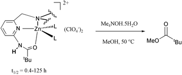 Graphical abstract: Zinc(ii) complexes with intramolecular amide oxygen coordination as models of metalloamidases