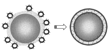 Graphical abstract: Interaction of modified liposomes with Bacillus spores