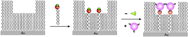 Graphical abstract: Directed, selective insertion of single molecules into patterned self-assembled monolayers of alkanethiols with different chain lengths