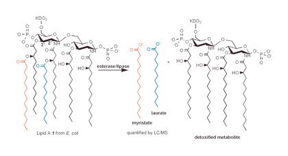 Graphical abstract: Probing lipase/esterase libraries for lipid A hydrolases—discovery of biocatalysts for the detoxification of bacterially-expressed recombinant protein