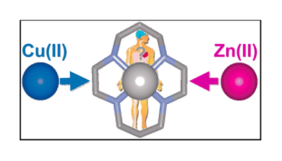 Graphical abstract: Anti-viral cyclam macrocycles : rapid zinc uptake at physiological pH