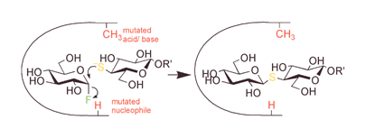 Graphical abstract: Thioglycosynthases: double mutant glycosidases that serve as scaffolds for thioglycoside synthesis
