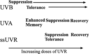 Graphical abstract: The suppression of immunity by ultraviolet radiation: UVA, nitric oxide and DNA damage