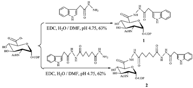 Graphical abstract: A fluorescent analogue of UDP-N-acetylglucosamine: application for FRET assay of peptidoglycan translocase II (MurG)