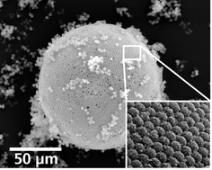Graphical abstract: Assembly of hollow spheres by templated liquid phase deposition following the principles of biomineralisation