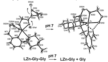 Graphical abstract: Structures and reactivity of synthetic zinc(ii) complexes resembling the active sites and reaction intermediates of aminopeptidases