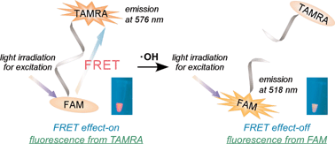 Graphical abstract: A ratiometric fluorescent probe for imaging hydroxyl radicals in living cells