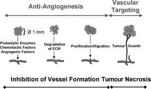 Graphical abstract: Targeting of the vascular system of solid tumours by photodynamic therapy (PDT)