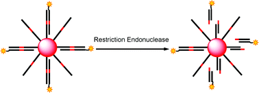 Graphical abstract: Enzymatic DNA processing on gold nanoparticles