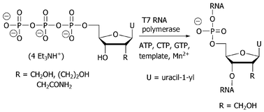 Graphical abstract: Synthesis and transcription studies on 5′-triphosphates derived from 2′-C-branched-uridines: 2′-homouridine-5′-triphosphate is a substrate for T7 RNA polymerase