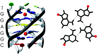 Graphical abstract: Structure and K+ ion-dependent stability of a parallel-stranded DNA quadruplex containing a core A-tetrad