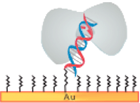 Graphical abstract: Protein–DNA interaction: impedance study of MutS binding to a DNA mismatch