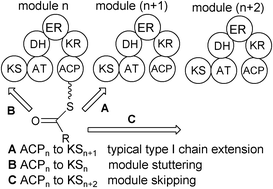 Graphical abstract: Loss of co-linearity by modular polyketide synthases: a mechanism for the evolution of chemical diversity