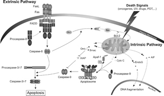 Graphical abstract: Regulatory pathways in photodynamic therapy induced apoptosis