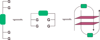 Graphical abstract: Reversible formation of DNA G-quadruplex hairpin dimers from stilbenediether conjugates