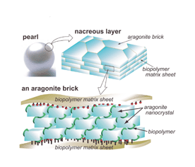 Graphical abstract: Highly oriented aragonite nanocrystal–biopolymer composites in an aragonite brick of the nacreous layer of Pinctada fucata