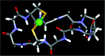 Graphical abstract: Novel model peptide for Atx1-like metallochaperones