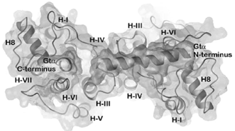 Graphical abstract: A concept for G protein activation by G protein-coupled receptor dimers: the transducin/rhodopsin interface