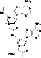 Graphical abstract: Nucleic acid binding properties of thyminyl and adeninyl pyrrolidine-amide oligonucleotide mimics (POM)