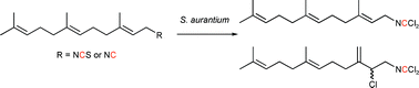 Graphical abstract: Biosynthetic pathways to dichloroimines; precursor incorporation studies on terpene metabolites in the tropical marine sponge Stylotella aurantium