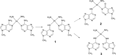 Graphical abstract: Platinum(ii)-bis(9-methyladenine) complexes; N1→N6 migration of Pt(ii) vs deamination of coordinated methyladenine