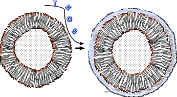 Graphical abstract: Characterization of a phospholipid bilayer entrapped into non-porous silica nanospheres