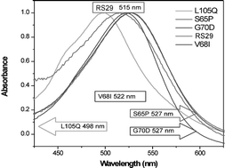 Graphical abstract: Characterization of RS29, a blue-green proteorhodopsin variant from the Red Sea